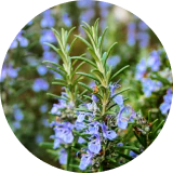 Rosemary Leaf Extract