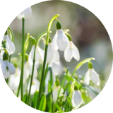 Snowdrop Extract