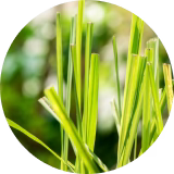 Citronella Leaf Extract