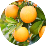 Orange Fruit Extract