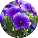 Hydrolyzed Violet Extract