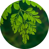Moringa Seed Extract