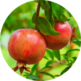 Pomegranate Extract