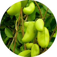 Griffonia Simplicifolia Seed Extract