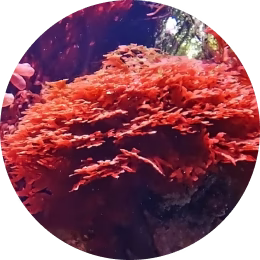 Haematococcus Pluvialis Extract