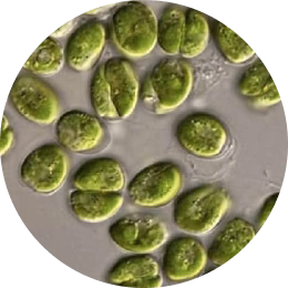 Nannochloropsis Microalgae Extract