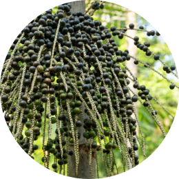 Acai Berry Extract