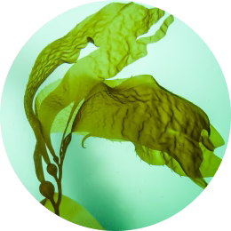 Japanese Fucus Extract