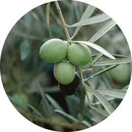 Olive Stem Cell Extract