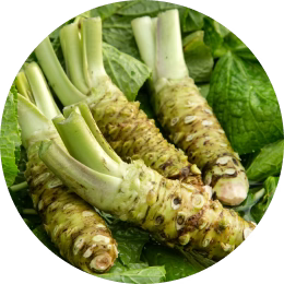 Wasabi Root Extract