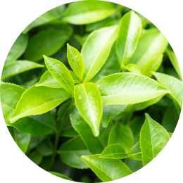 Green Tea Leaf Extract